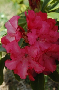 Rhodo Conolinis Windmill